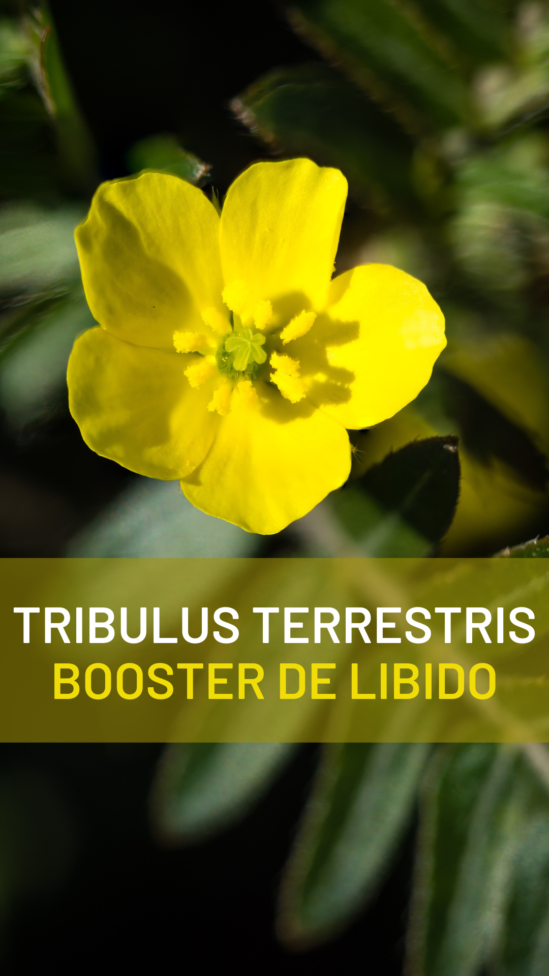 Stimulant sexuel type Viagra