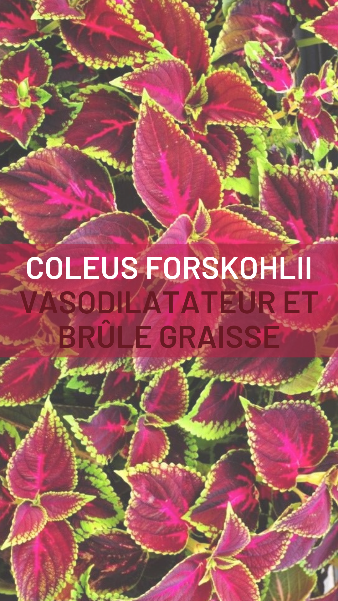 Stimulant sexuel type Viagra